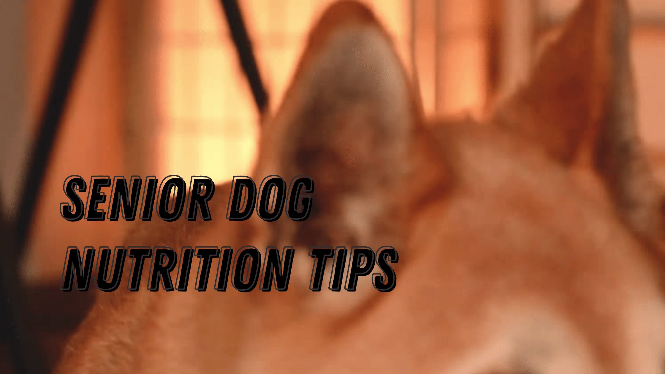 Senior Dog Nutrition Tips