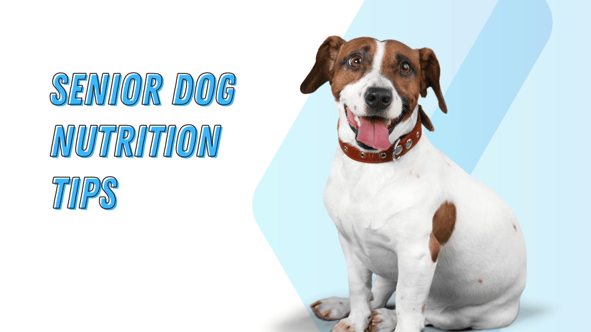 Senior Dog Nutrition Tips: Keeping Your Golden Oldies Thriving