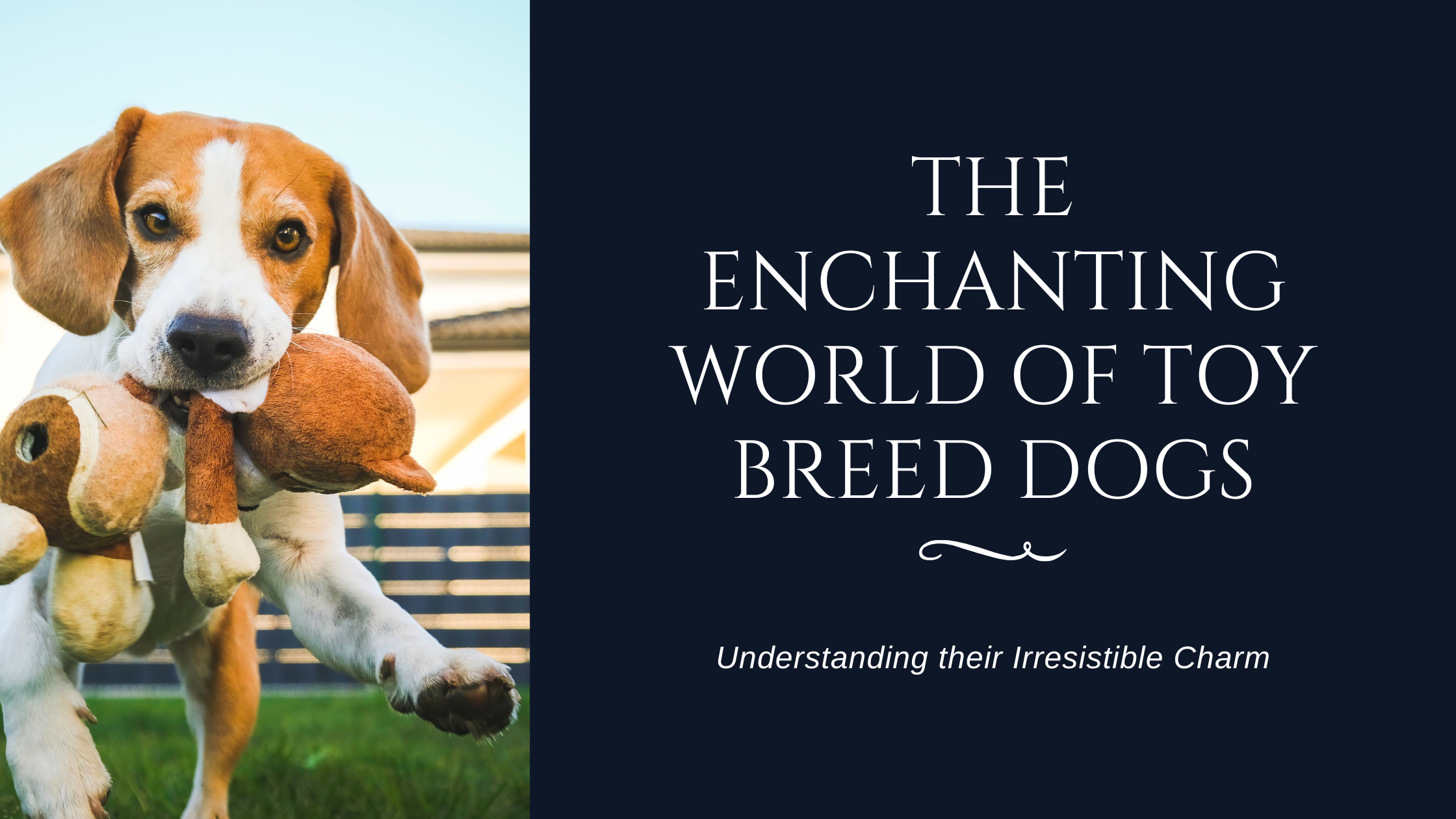 The Enchanting World of Toy Breed Dogs: Understanding their Irresistible Charm