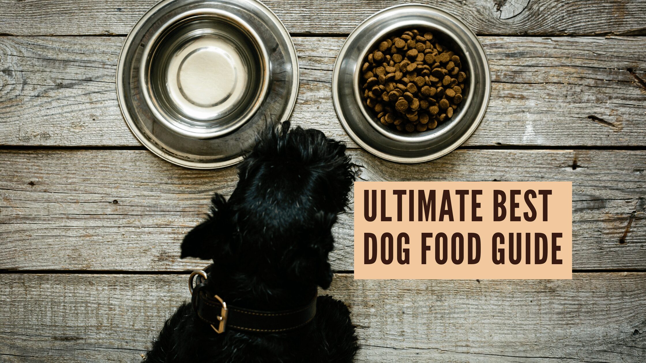Unleash Canine Health: Ultimate Best Dog Food Guide
