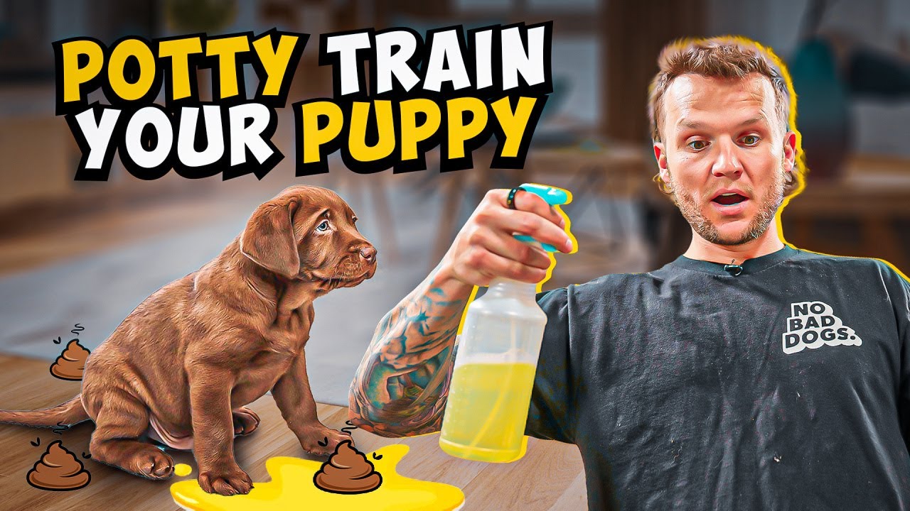 Puppy Potty Training Fast: Master Toilet Skills in No Time!