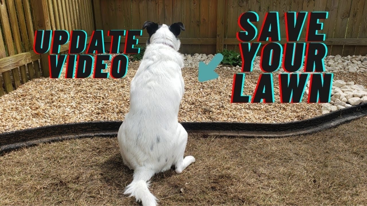 Upgrade Your Dog’s Potty Area: Create a Canine Oasis