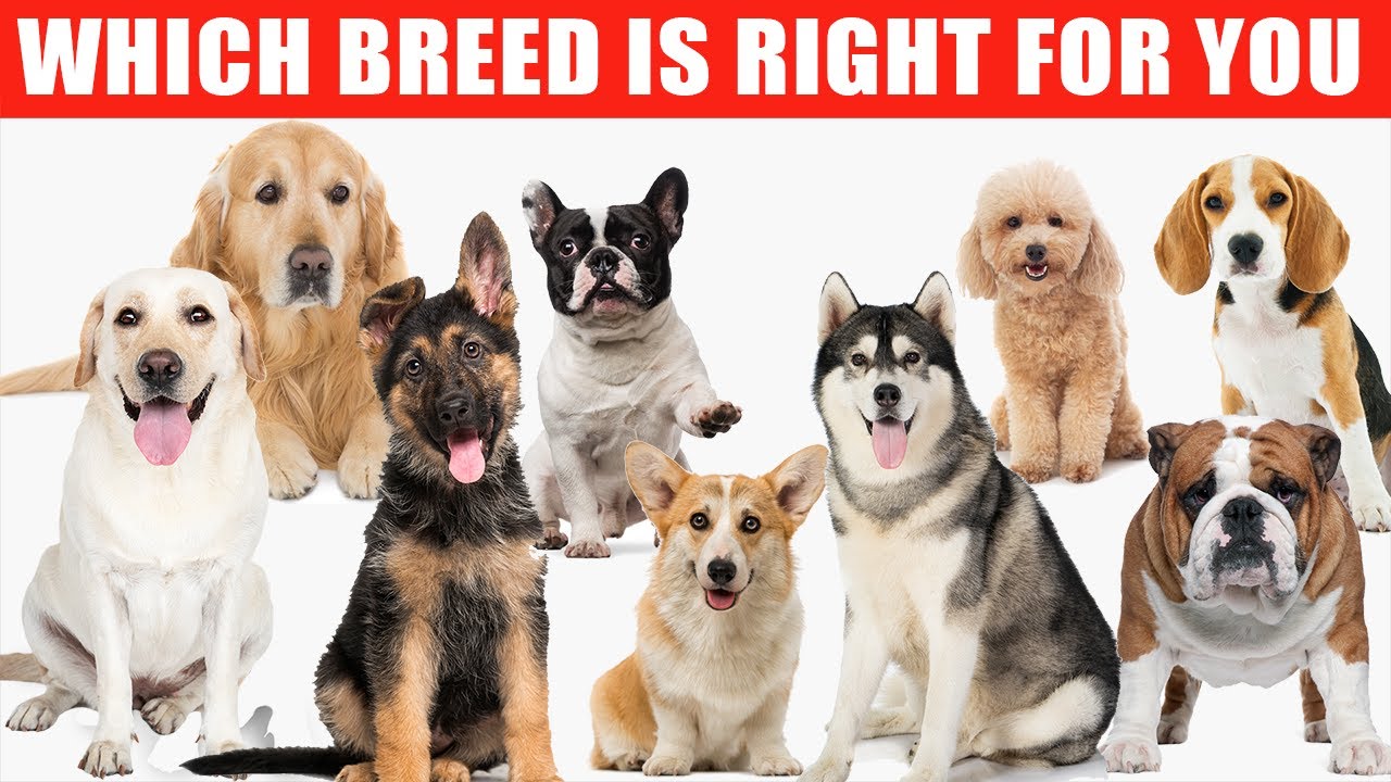 Unveiling Excellence: Best Dog Breeds Review and Guide