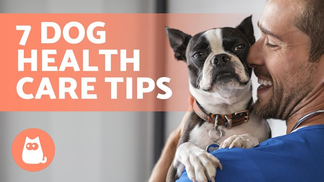 Nurture Your Dog’s Well-Being: 7 Effective Tips for Maintaining Health