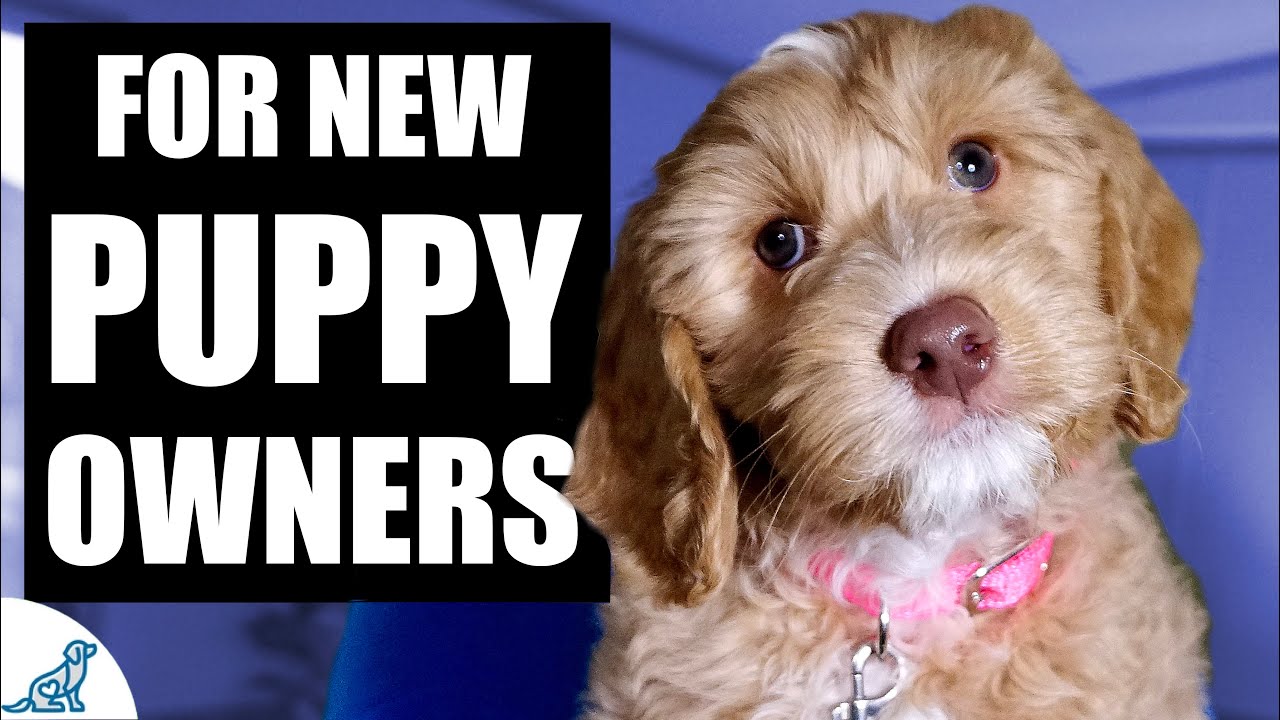 Puppy Training First Week: Master the Essentials Fast