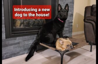 Welcome New Wagging Tails: Smooth Dog Introductions [Tips]