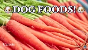 Barky Supplies Expert Tips Home Top 10 Healthy Dog Food Choices for Optimal Canine Nutrition