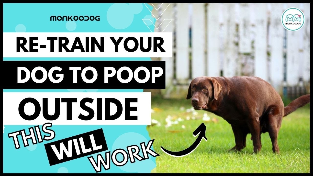 Adult Dog Potty Training: Conquer Accidents and Go Outside!
