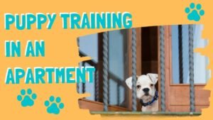 1705312508 maxresdefault Barky Supplies Expert Tips