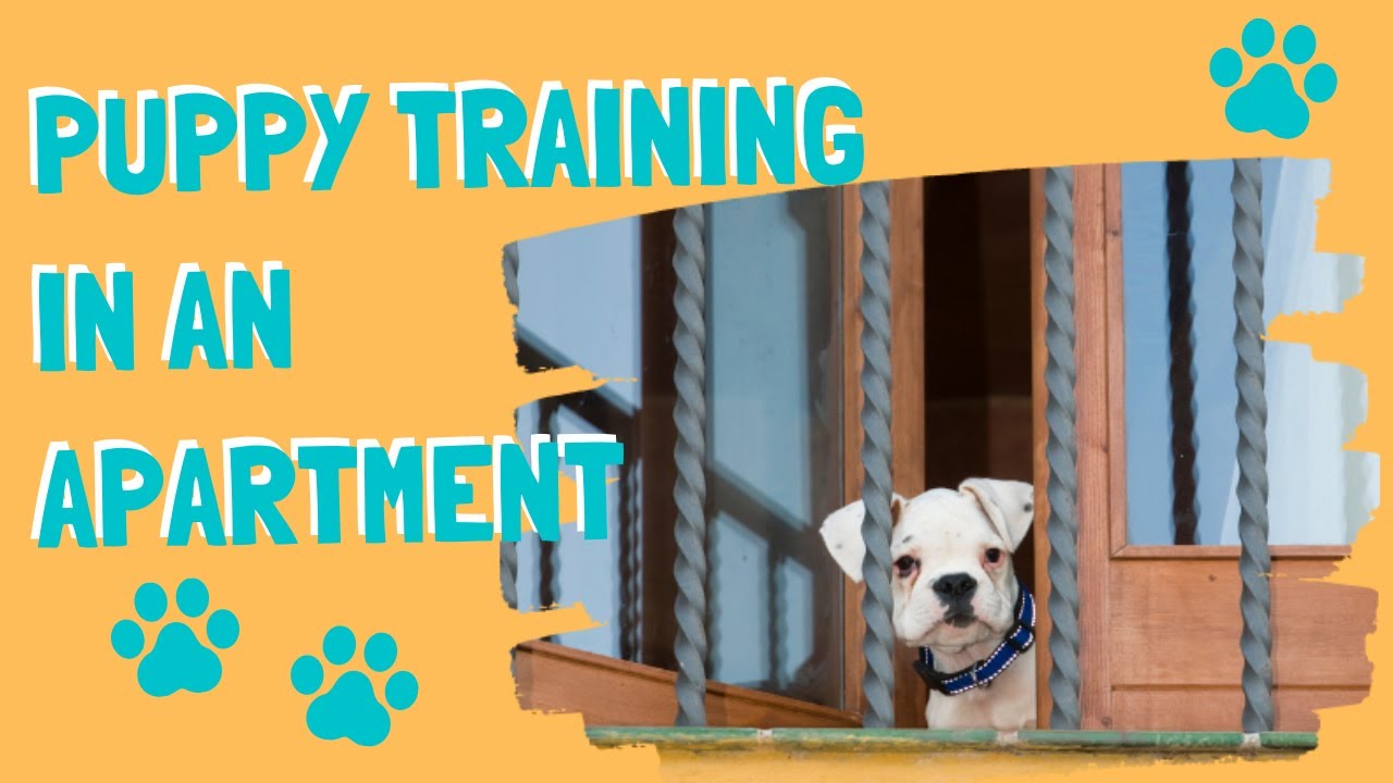 Apartment Puppy Training Success: Master Potty Time & More!