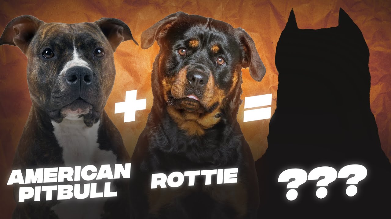 Owning a Pitbull Rottweiler Mix Puppy: Joy and Challenges Ahead