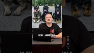 1705582624 maxresdefault Barky Supplies Expert Tips