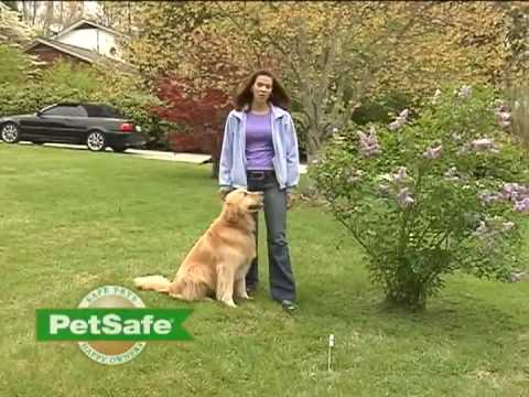 Dog Containment System Training Tips: How to Train Your Dog