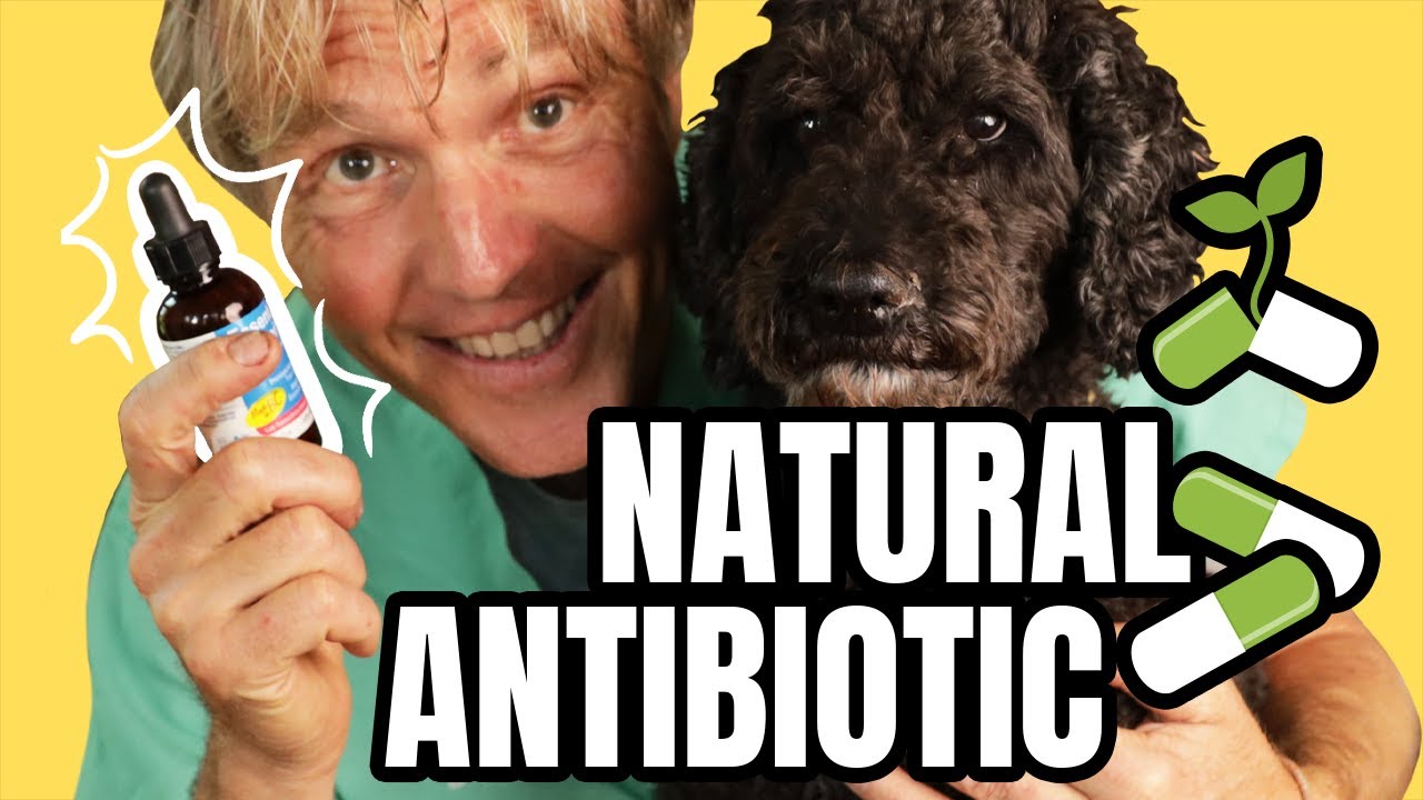 Can dogs take human antibiotics? Understanding Pet Medication