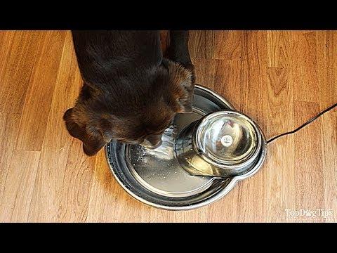 How to Make a Dog Drink Water When He Doesn’t Want To