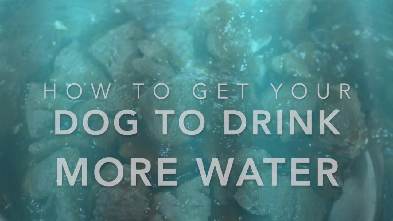 Encouraging Dogs to Drink More Water: Tips and Tricks