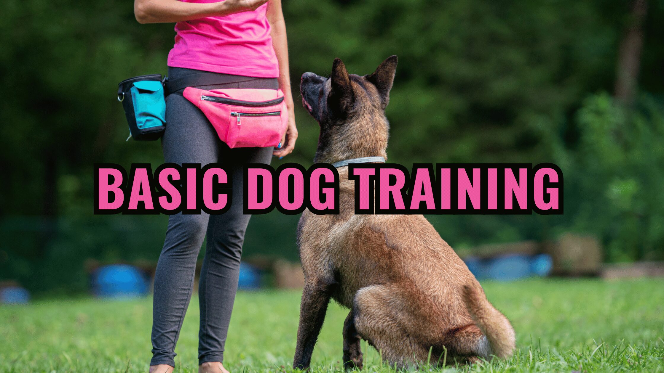 Basic Dog Training: The Basics of Teaching Sit, Stand, and Focus