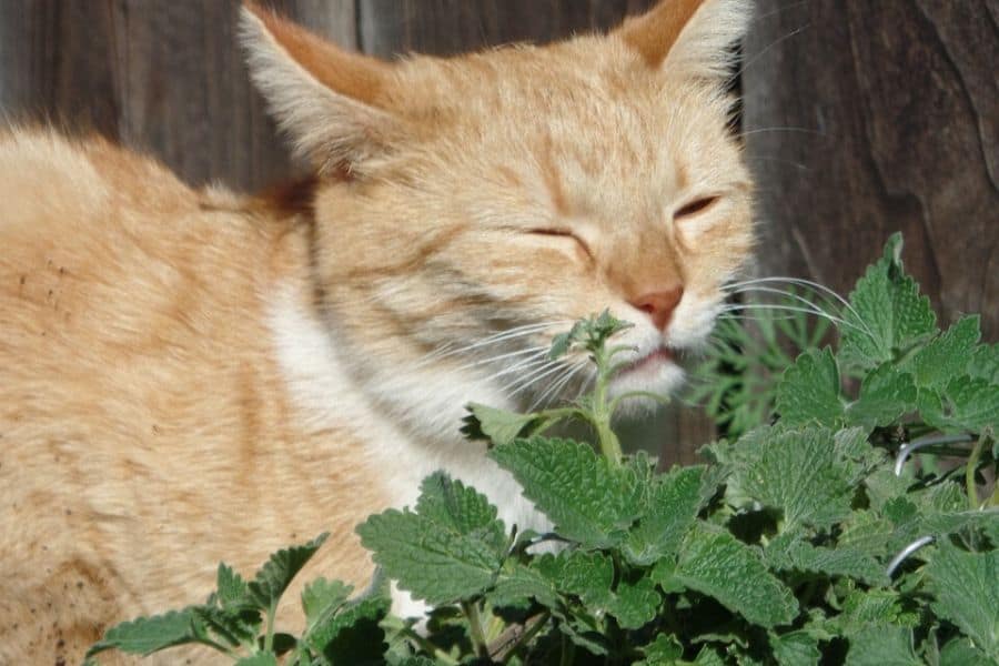 Your Cat’s Love of Catnip – 2 Paws Up Inc.