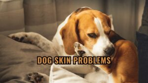 Dog Skin Problems