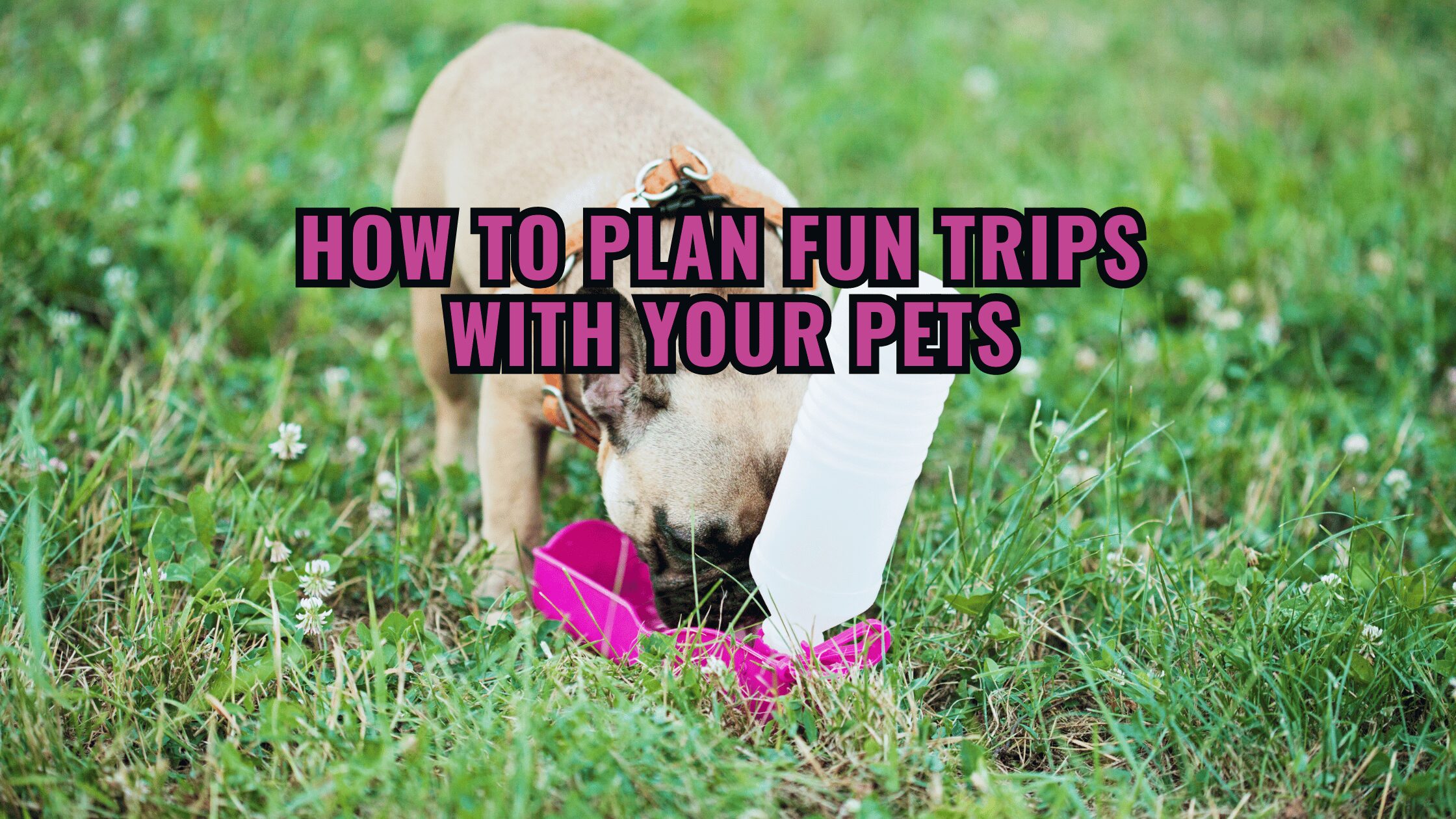 Dog Trips: How to Plan Fun Trips with Your Pets.