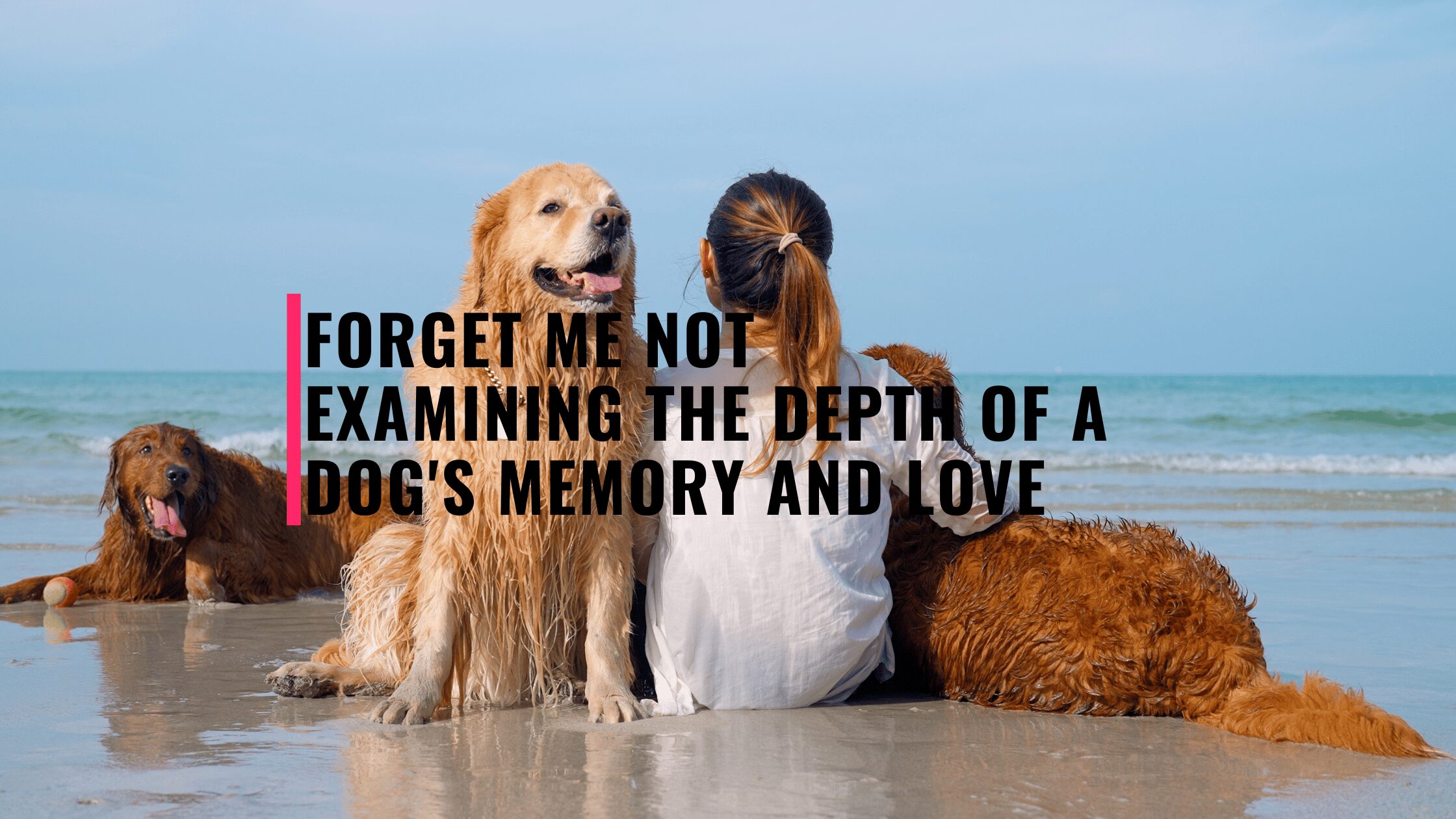 Forget Me Not: Examining the Depth of a Dog's Memory and Love