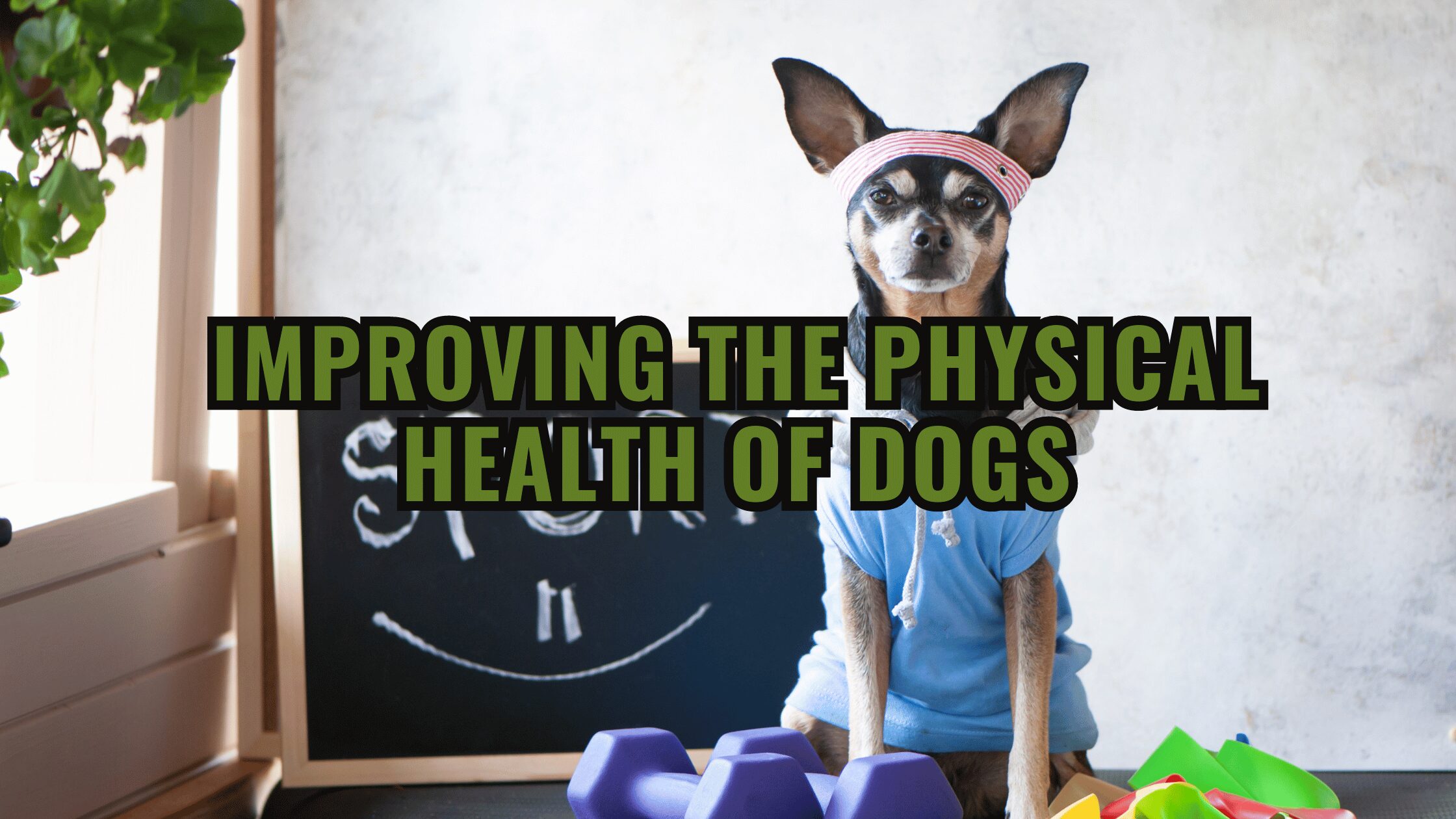 Improving the Physical Health of Dogs