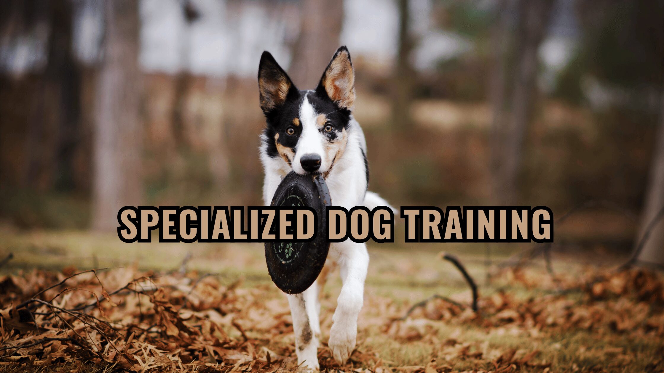 The Art of Specialized Dog Training: Unlocking Your Canine Companion’s Unique Potential