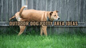 Outdoor Dog Potty Area Ideas