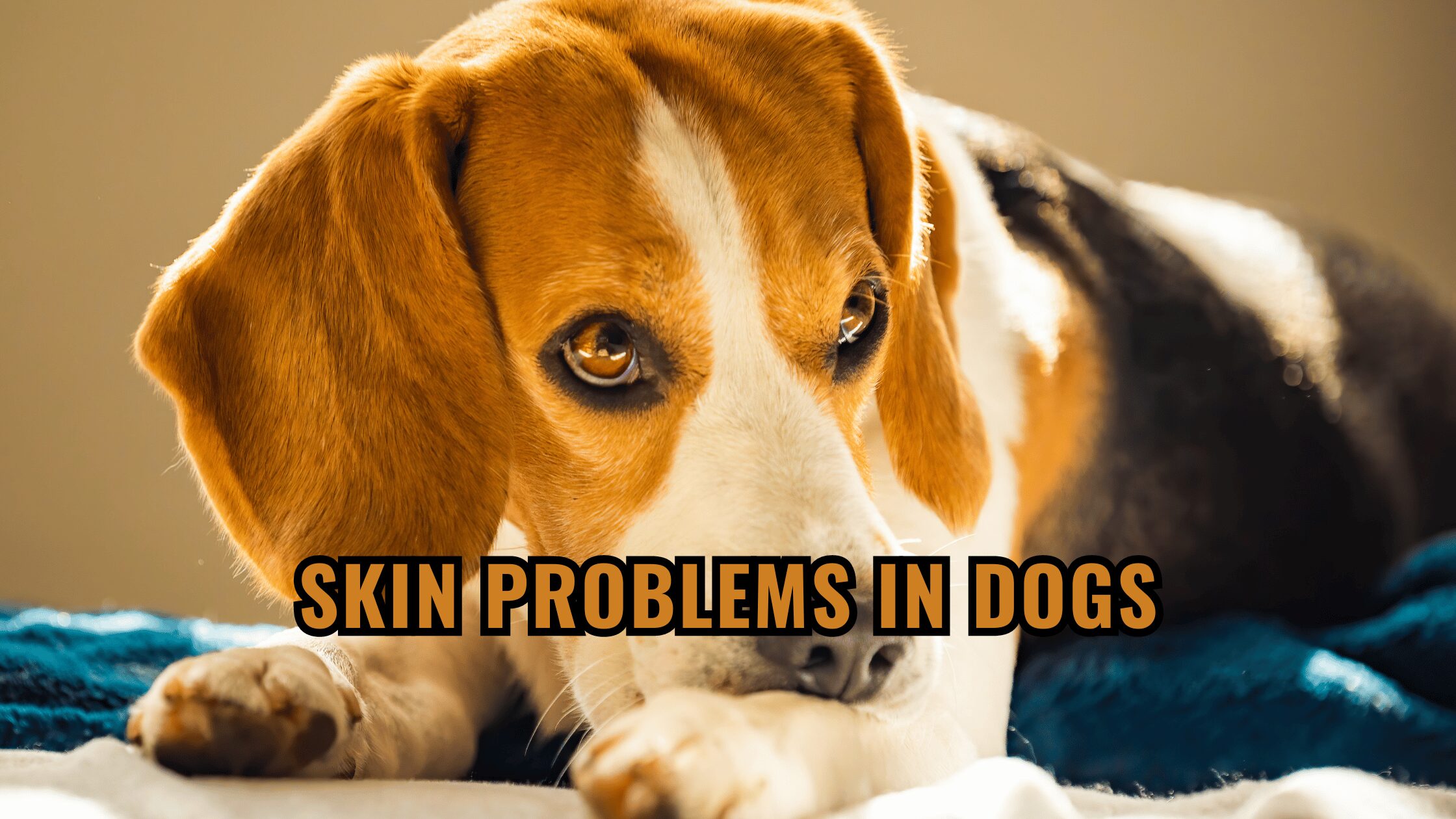 Skin Problems in Dogs: Causes and Solutions for Itchy and Inflamed Skin.