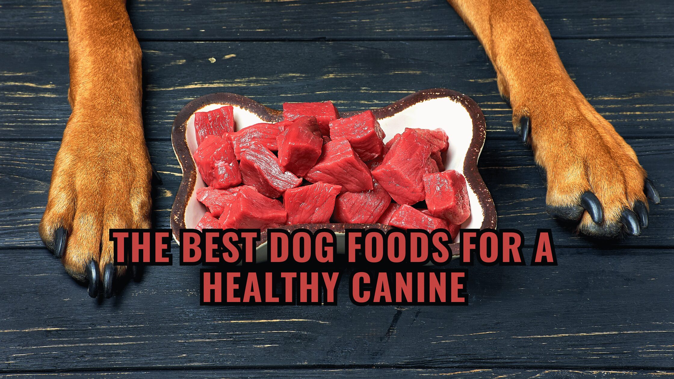 The Best Dog Foods for a Healthy Canine