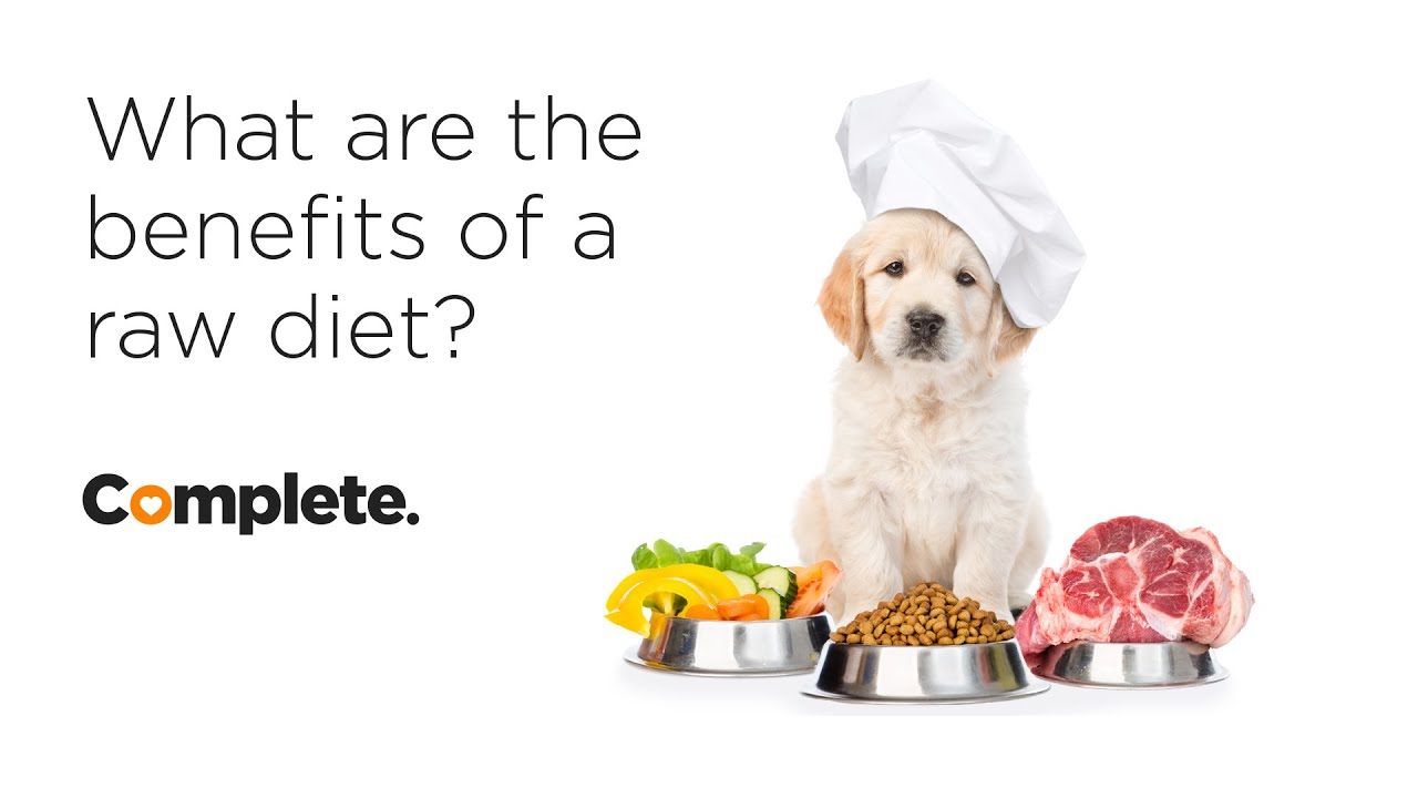 Benefits of Raw Dog Food Diet.