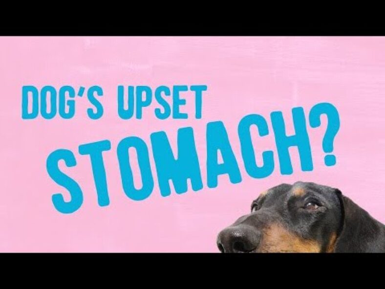 Dog upset stomach home remedies