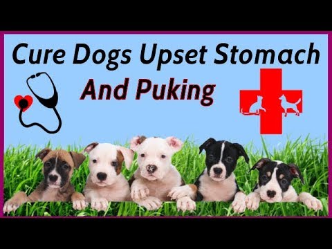 Cure Dog Upset Stomach Puking