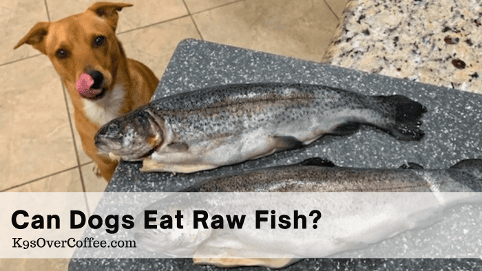 Can Dogs Eat Raw Fish? How to Feed Raw Fish For Dogs