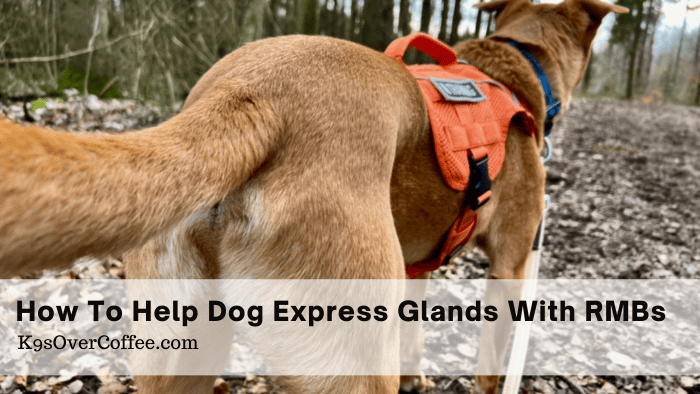 How to Help Dog Express Glands With RMBs