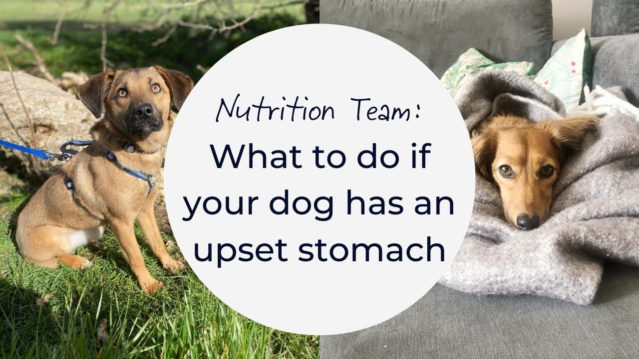 Dog upset stomach remedies