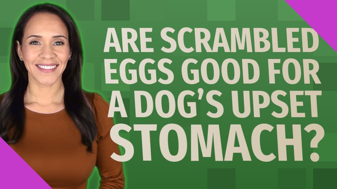 Urgent Warning: Scrambled Eggs Cause Upset Stomachs in Dogs!