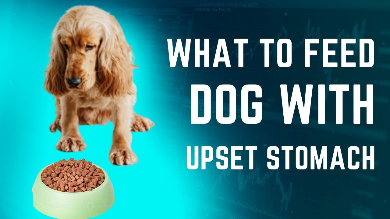 Upset Stomach Dog Food