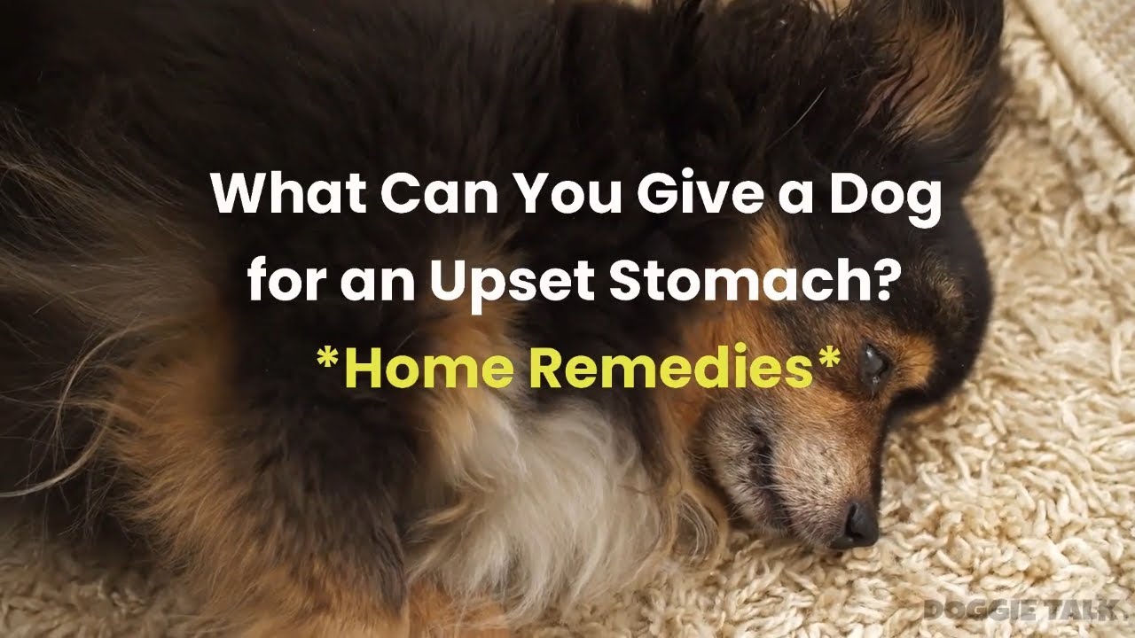 Soothe Your Dog’s Upset Stomach: Home Remedies That Work