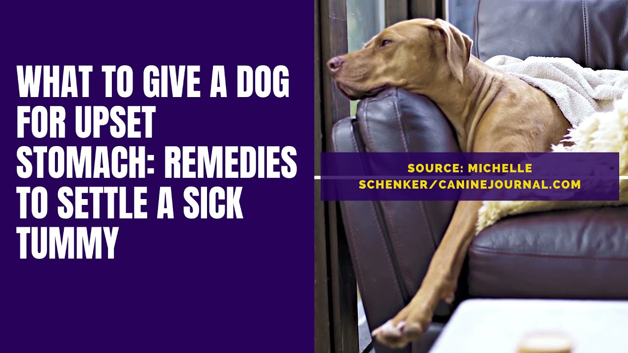 Dog Upset Stomach Remedies: Fast and Easy Relief