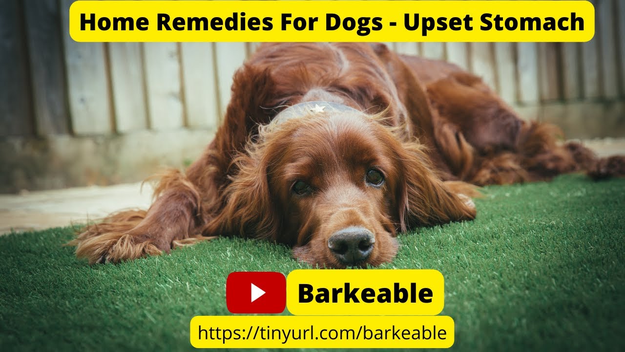 Upset Stomach Relief for Dogs