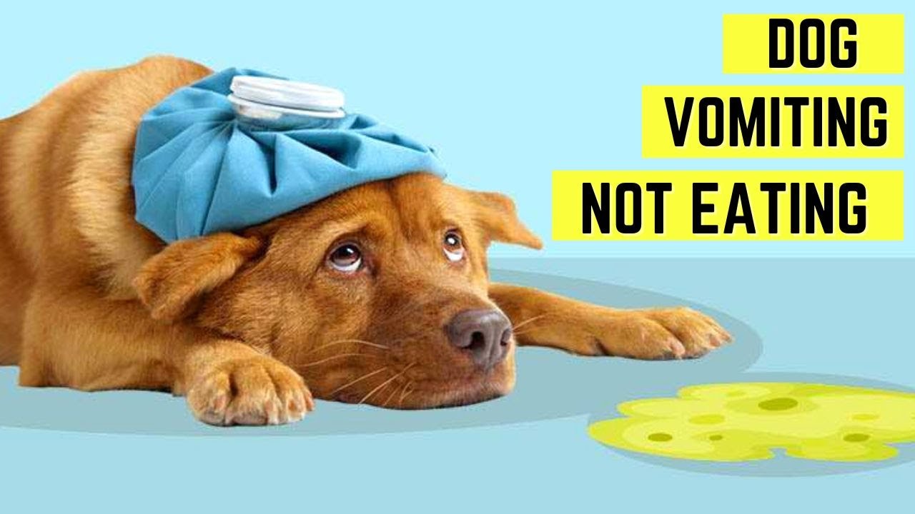 Dog Vomiting Water Not Eating? Here’s What To Do