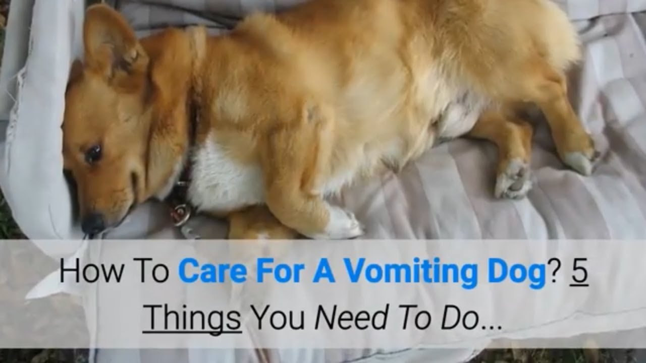 Caring for Vomiting Dog