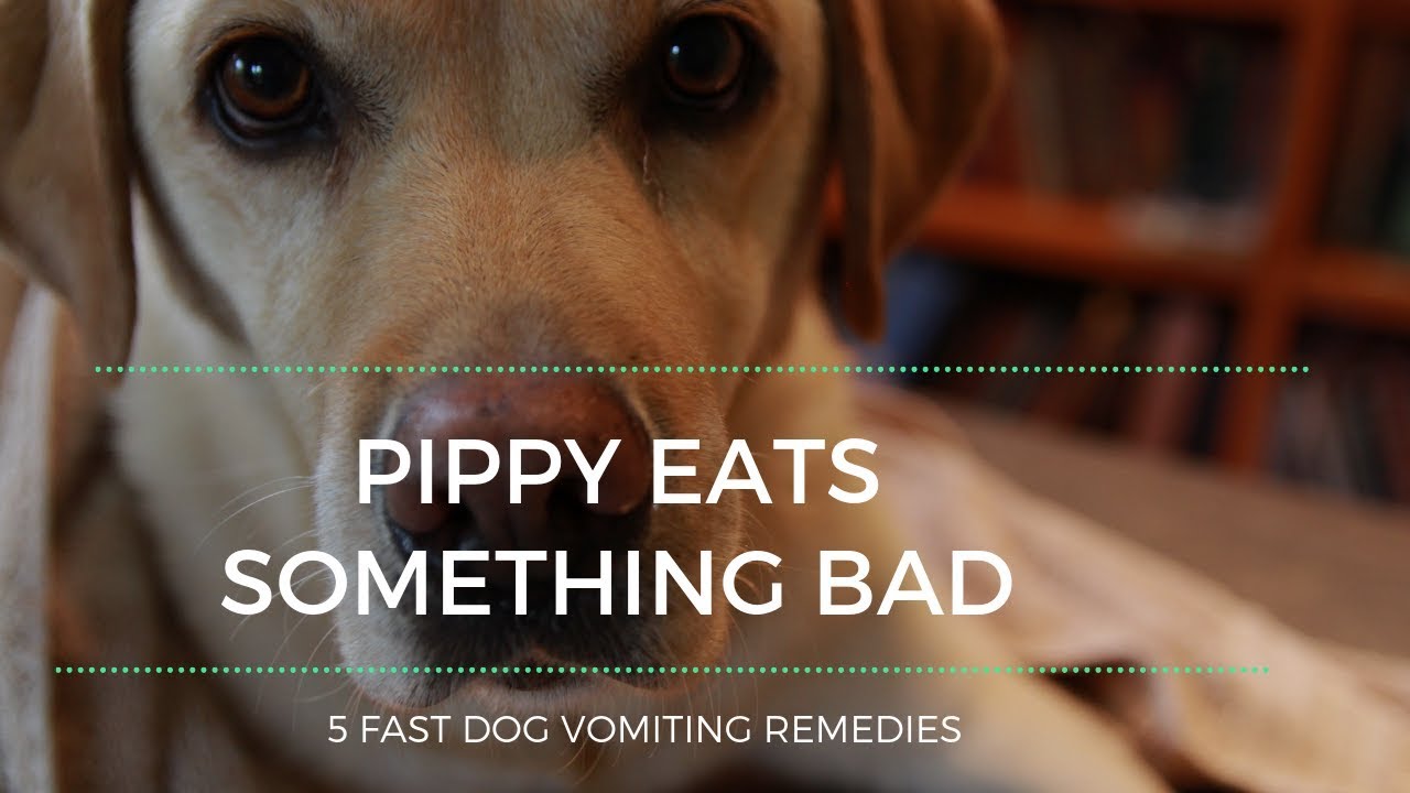 5 Fast Dog Vomiting Remedies for Pippy’s Bad Day