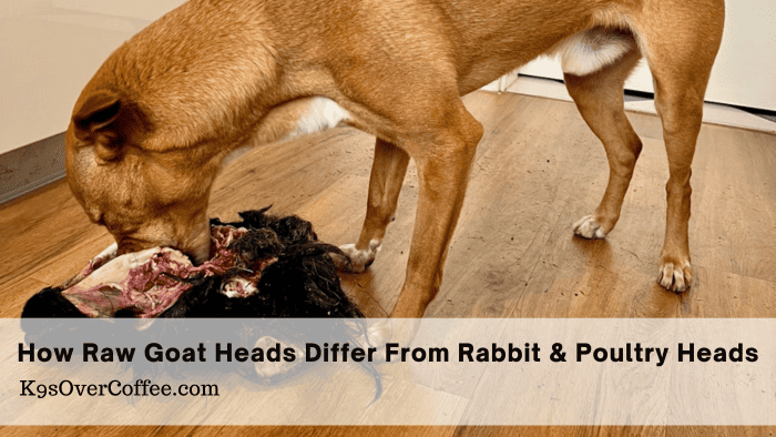 How Raw Goat Heads Differ From Rabbit & Poultry Heads