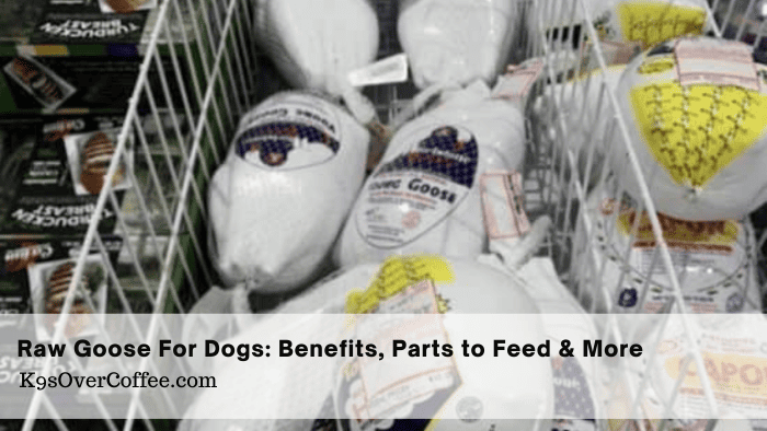 Can dogs eat goose? Learn the benefits of raw goose for dogs & which parts are safe to feed. Safe feeding guide included.