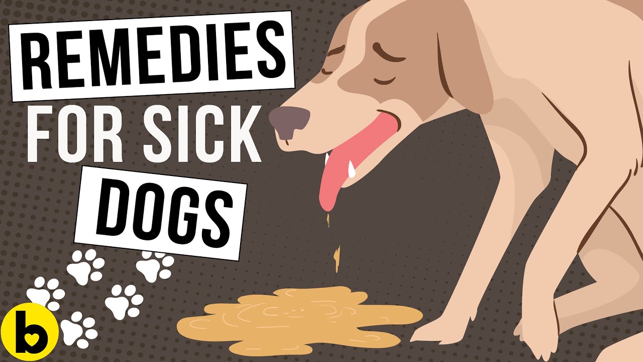 Doggie Diarrhea – How To EFFECTIVELY Treat It