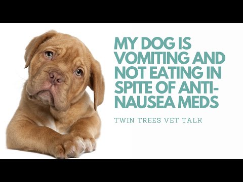 Dog Vomiting Not Eating Medication