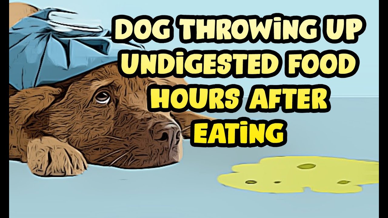 Dog Vomiting Undigested Food