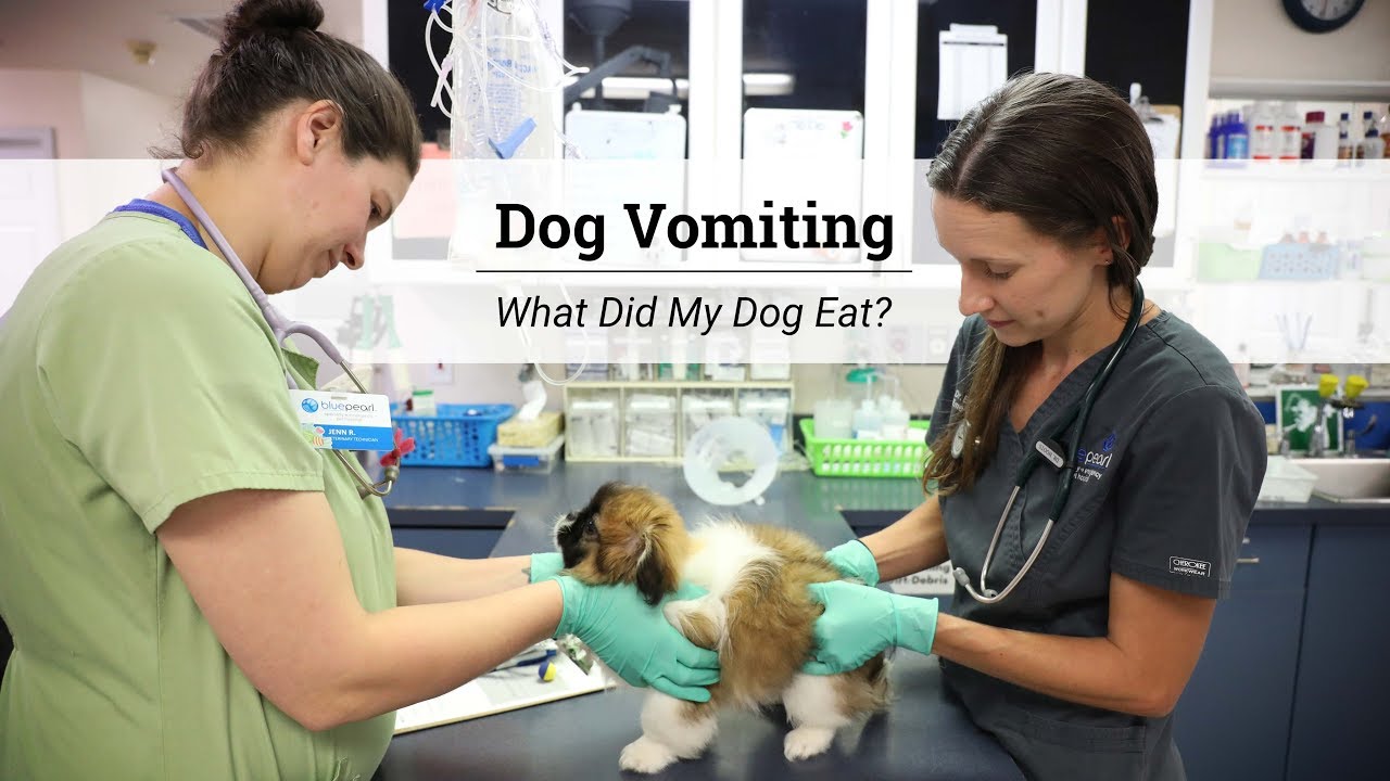 Dog Vomiting Cause Identification